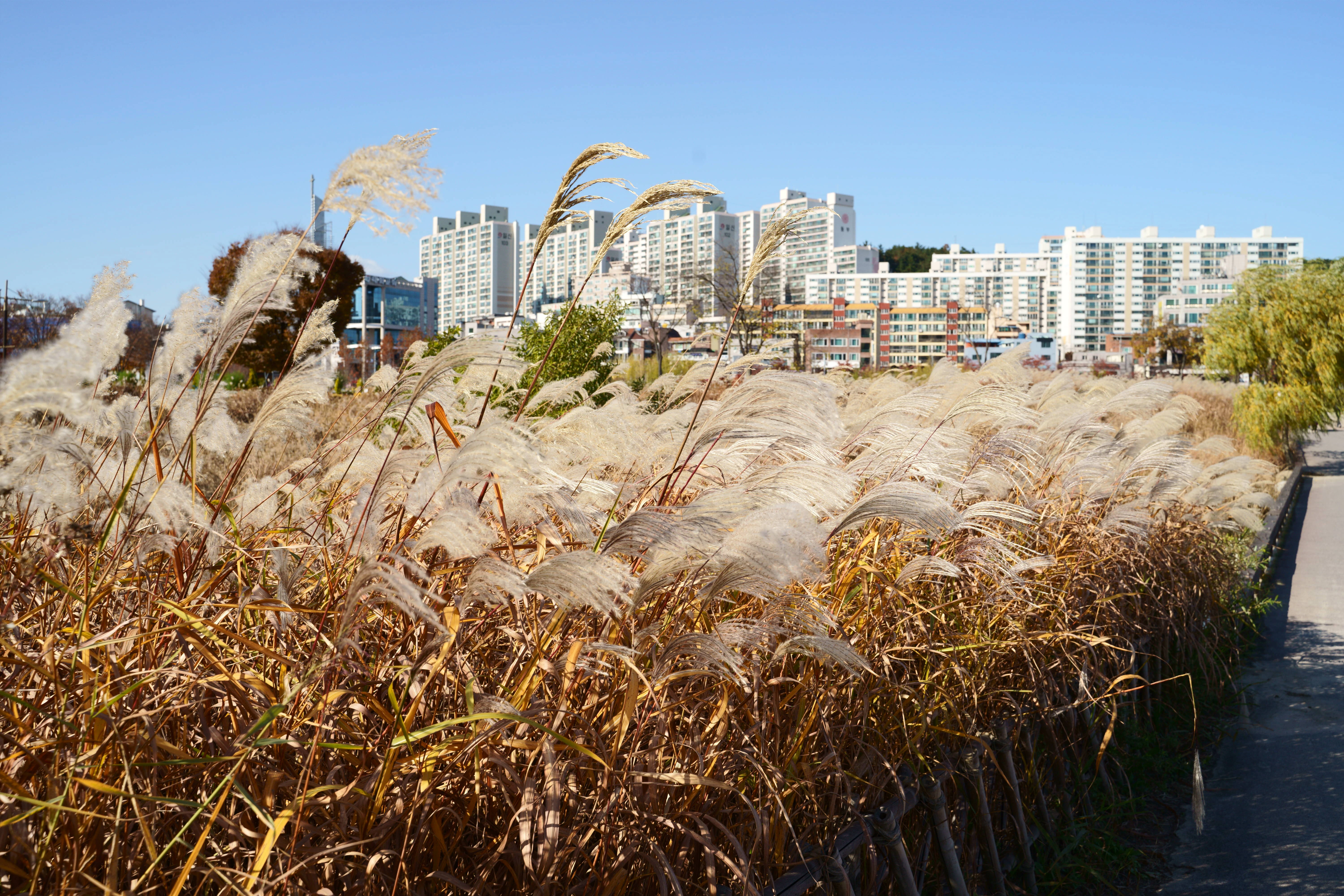 Golden Reed Field Under Blue Skies Before a Modern Cityscape